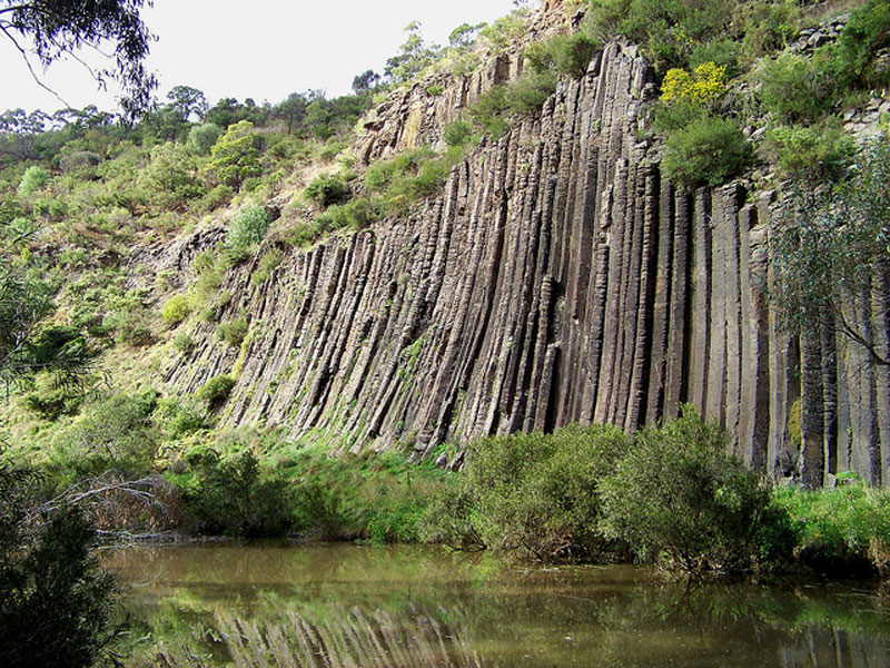 Organ Pipe